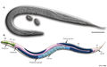 Adult herm C.elegans.jpg