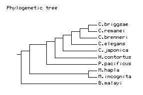Wb species tree.png