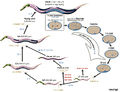 C elegans life cycle.jpg